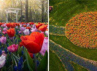 O maior jardim de flores do mundo é registrado em sua plenitude sem turistas