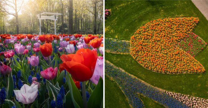O maior jardim de flores do mundo é registrado em sua plenitude sem turistas