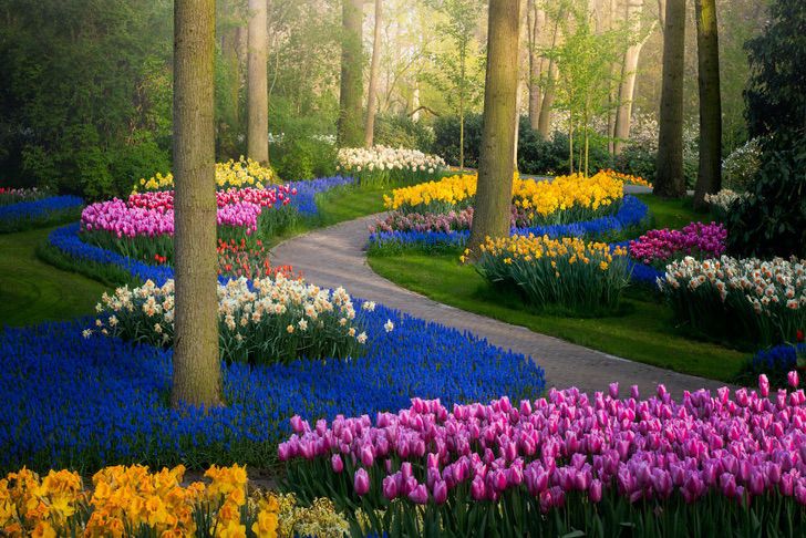 asomadetodosafetos.com - O maior jardim de flores do mundo é registrado em sua plenitude sem turistas