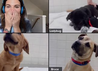 Pedigree e Zoom se unem em campanha para adoção de cachorros por chamadas de vídeo