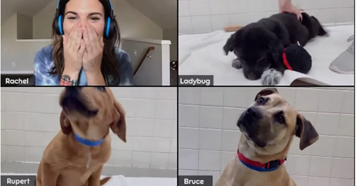 Pedigree e Zoom se unem em campanha para adoção de cachorros por chamadas de vídeo