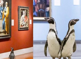 Pinguins são flagrados visitando um Museu e admirando as obras de arte: assista!