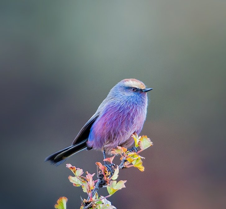 asomadetodosafetos.com - Um pássaro que parece ter saído de um conto de fadas e a sua beleza inesquecível
