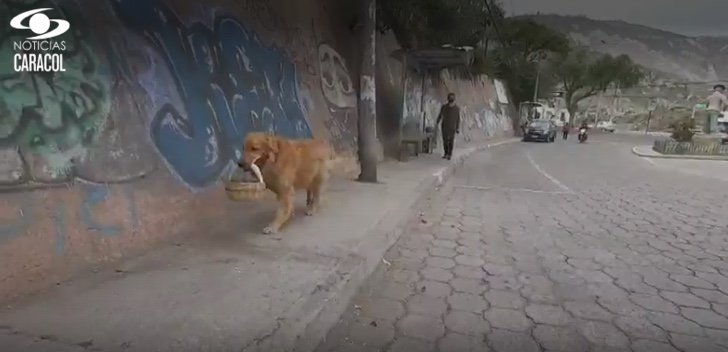 asomadetodosafetos.com - Cachorro compra comida pra sua família na quarentena e até respeita a distância social