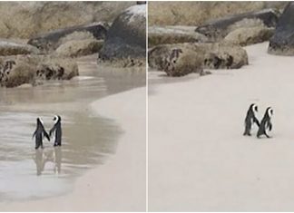 Casal de pinguins é flagrado passeando em praia de “mãos dadas”: Dia dos Namorados