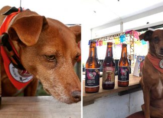 Cerveja artesanal coloca cães abandonados na sua marca e doa lucro para ajudá-los
