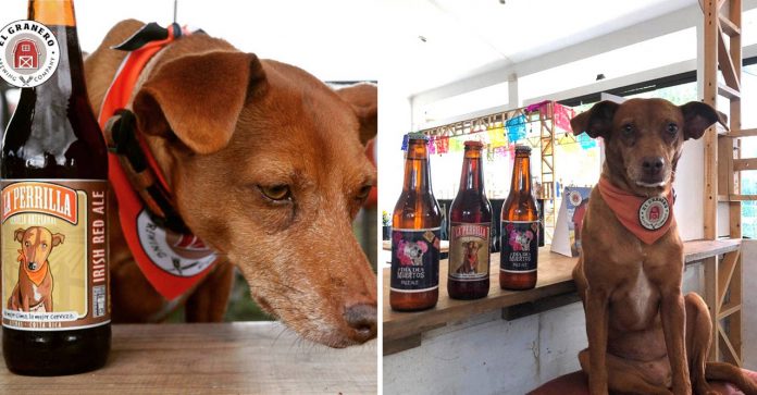 Cerveja artesanal coloca cães abandonados na sua marca e doa lucro para ajudá-los
