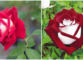 Conheça a rosa com pétalas brancas por dentro que é o sonho dos jardineiros