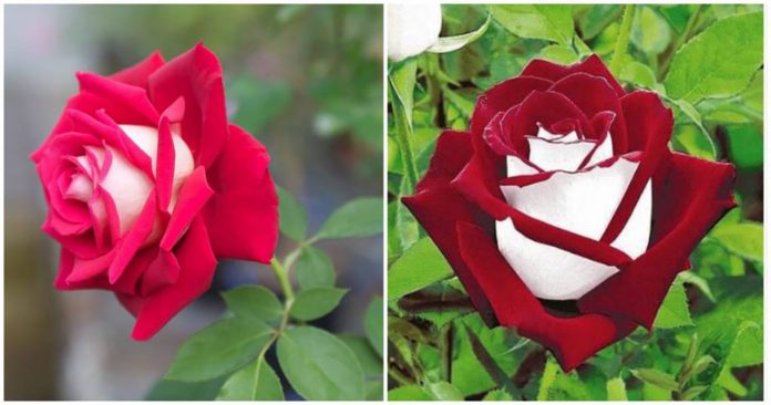 Conheça a rosa com pétalas brancas por dentro que é o sonho dos jardineiros
