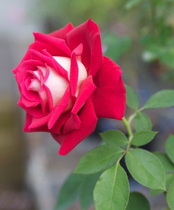 asomadetodosafetos.com - Conheça a rosa com pétalas brancas por dentro que é o sonho dos jardineiros