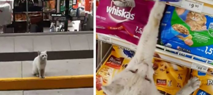 Esperto, gato em situação de rua lança fofo feitiço em mulher que compra comida e o adota