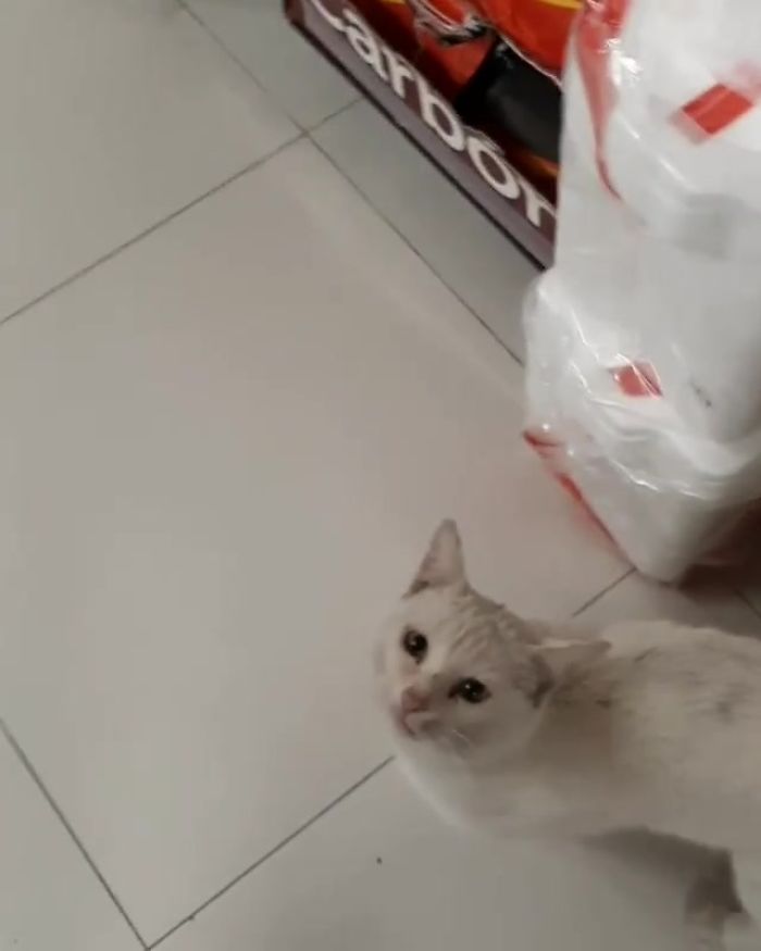 asomadetodosafetos.com - Esperto, gato em situação de rua lança fofo feitiço em mulher que compra comida e o adota