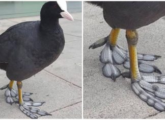 Este pássaro incrível tem pés únicos que se mais se parecem plumas