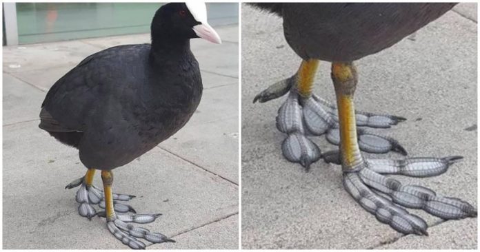 Este pássaro incrível tem pés únicos que se mais se parecem plumas