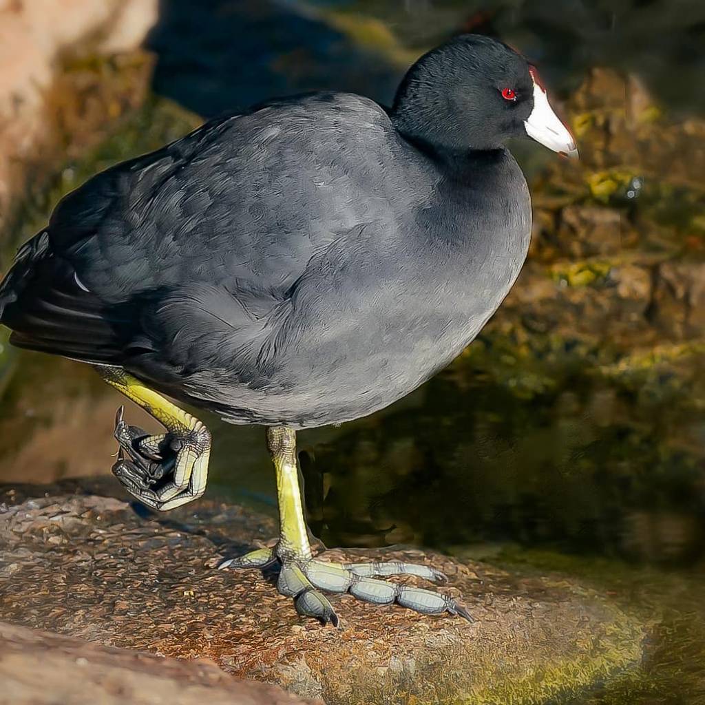 asomadetodosafetos.com - Este pássaro incrível tem pés únicos que se mais se parecem plumas