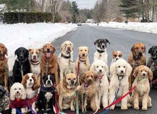 Fotografias de lindo grupo de cães que caminha junto diariamente em Nova York viralizam
