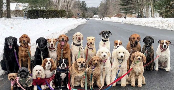 Fotografias de lindo grupo de cães que caminha junto diariamente em Nova York viralizam