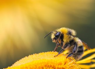 França é o primeiro país da Europa a proibir todos pesticidas que levem à morte de abelhas