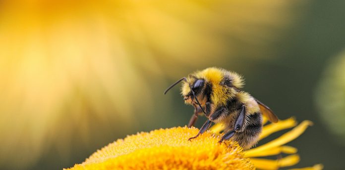 França é o primeiro país da Europa a proibir todos pesticidas que levem à morte de abelhas