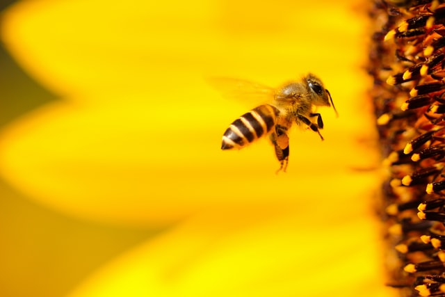 asomadetodosafetos.com - França é o primeiro país da Europa a proibir todos pesticidas que levem à morte de abelhas