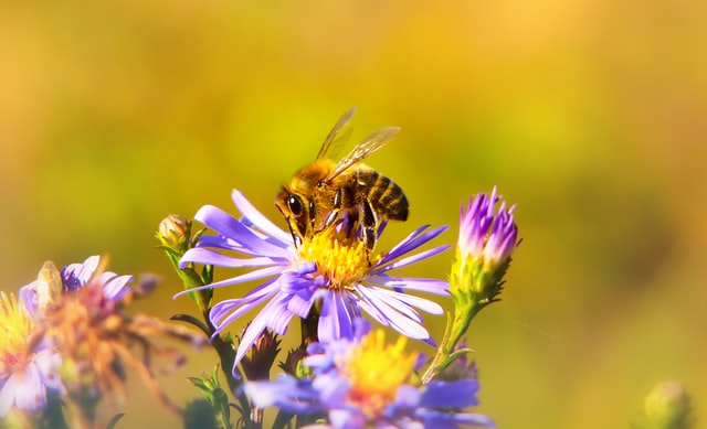 asomadetodosafetos.com - França é o primeiro país da Europa a proibir todos pesticidas que levem à morte de abelhas