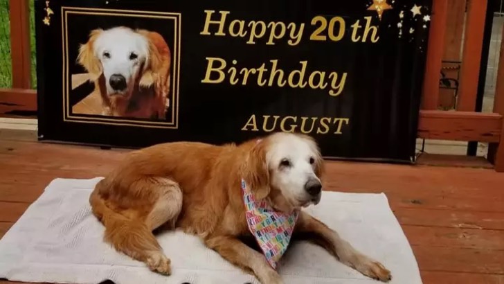 asomadetodosafetos.com - Golden Retrivier mais velho do mundo ganha festa de aniversário fofa