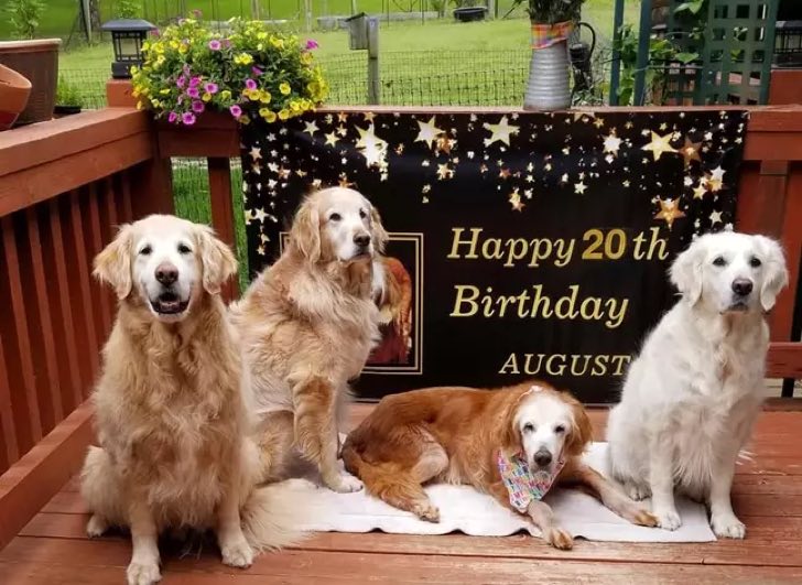 asomadetodosafetos.com - Golden Retrivier mais velho do mundo ganha festa de aniversário fofa