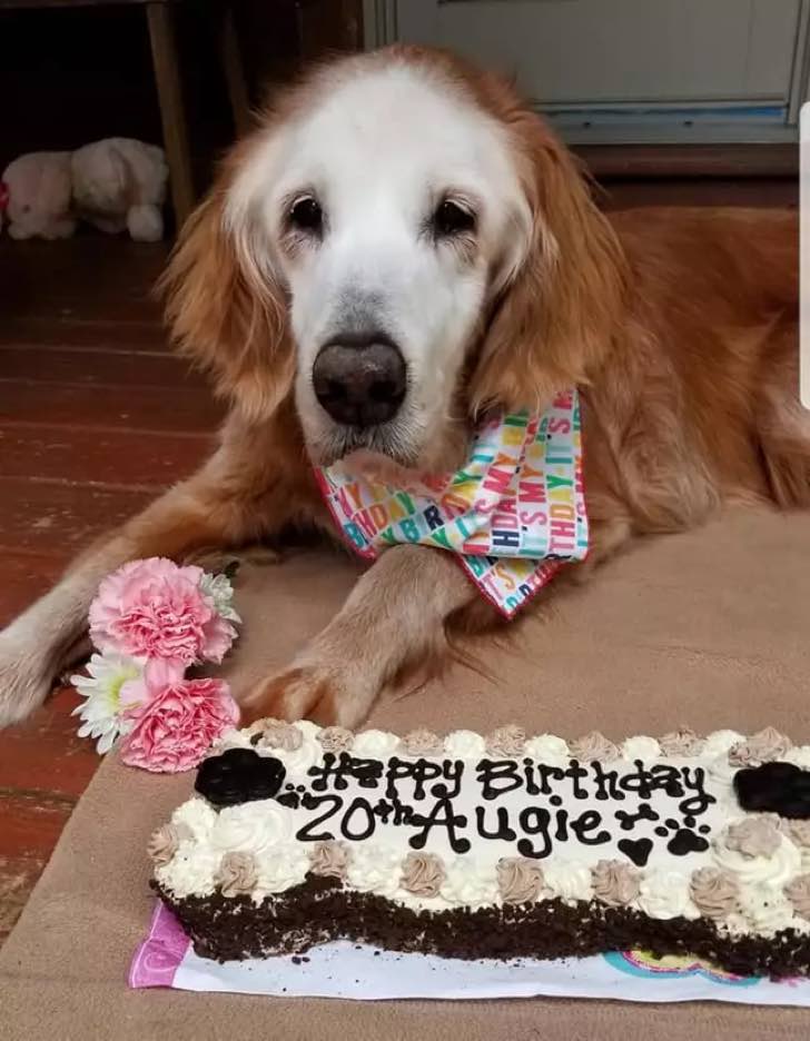 asomadetodosafetos.com - Golden Retrivier mais velho do mundo ganha festa de aniversário fofa