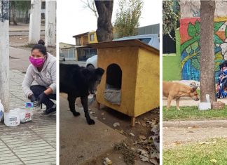 Grupo constrói casinhas e coloca água e comida para cães abandonados na quarentena
