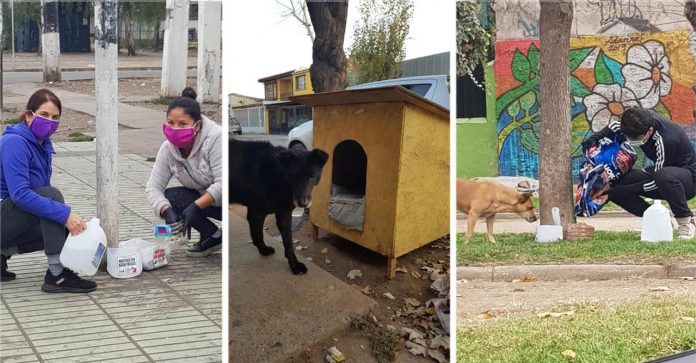 Grupo constrói casinhas e coloca água e comida para cães abandonados na quarentena