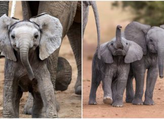 Histórico: agora é proibida a presença de elefantes em qualquer zoológico do mundo