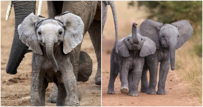 Histórico: agora é proibida a presença de elefantes em qualquer zoológico do mundo