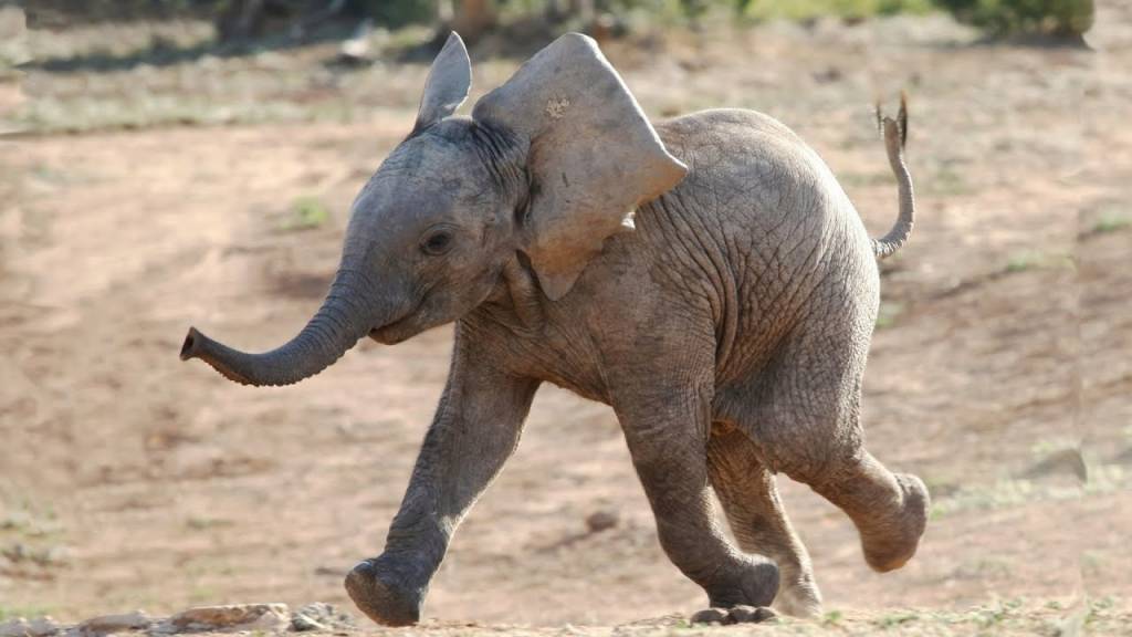 asomadetodosafetos.com - Histórico: agora é proibida a presença de elefantes em qualquer zoológico do mundo