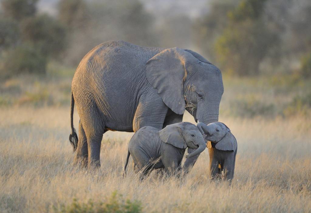 asomadetodosafetos.com - Histórico: agora é proibida a presença de elefantes em qualquer zoológico do mundo