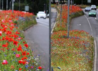 Inglaterra deixa crescerem flores silvestres pelas ruas para aumentar a biodiversidade