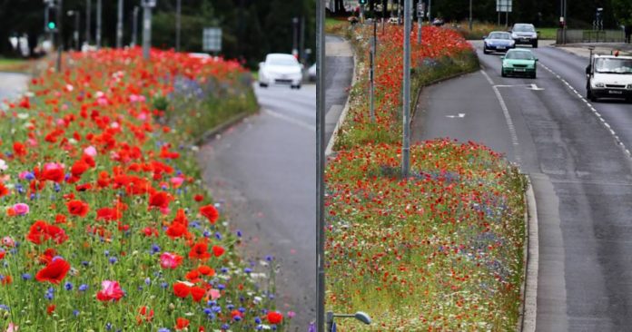 Inglaterra deixa crescerem flores silvestres pelas ruas para aumentar a biodiversidade