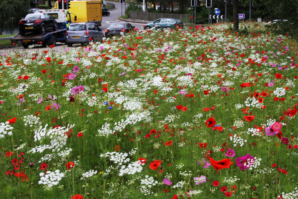 asomadetodosafetos.com - Inglaterra deixa crescerem flores silvestres pelas ruas para aumentar a biodiversidade