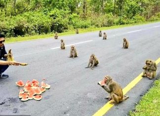 Macacos respeitam o distanciamento social enquanto se alimentam. Um exemplo pra todos.