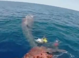 Mergulhadores fazem incrível resgate de baleia que estava presa em rede |VÍDEO|