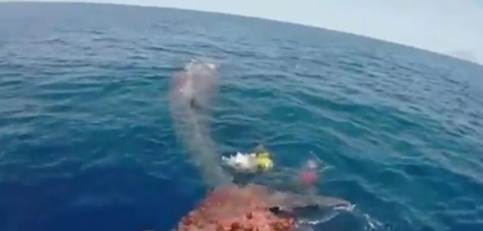 Mergulhadores fazem incrível resgate de baleia que estava presa em rede |VÍDEO|