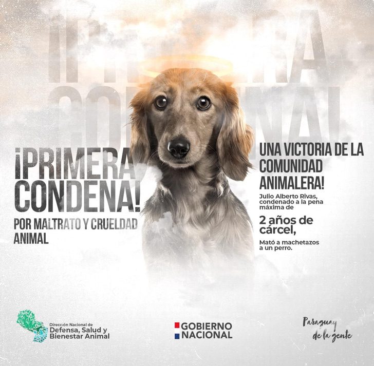 asomadetodosafetos.com - Paraguai faz história ao condenar à prisão um abusador de animais
