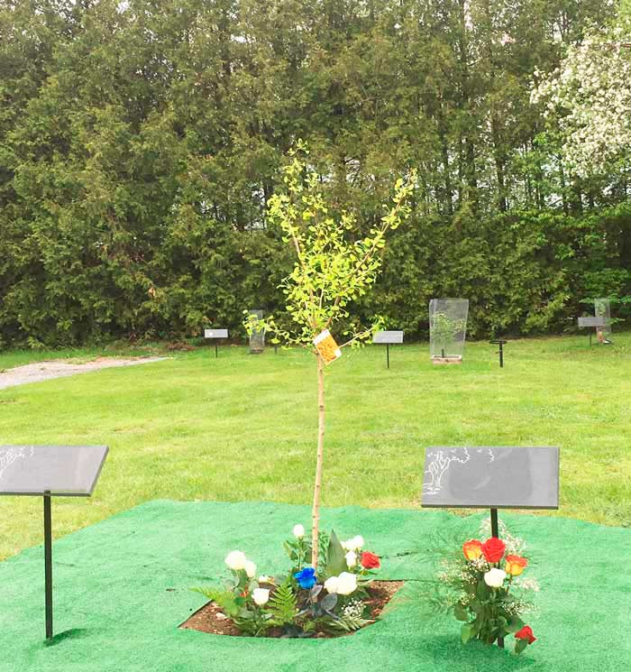 asomadetodosafetos.com - Um bosque para celebrar a vida: conheça o cemitério ecológico onde parentes viram árvores