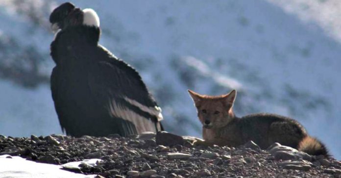 Uma raposa e um condor são flagrados descansando juntos em montanha: pura paz