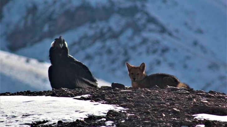 asomadetodosafetos.com - Uma raposa e um condor são flagrados descansando juntos em montanha: pura paz