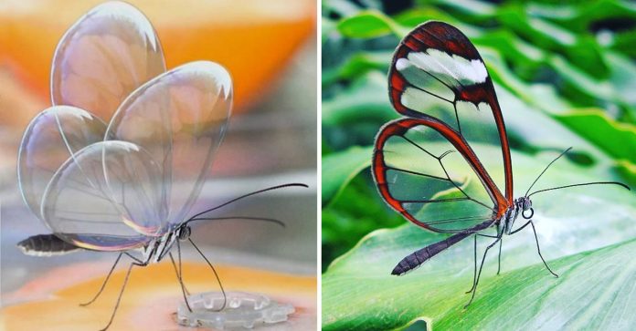Veja a borboleta que tem asas que parecem cristais. Ajuda a camuflar de predadores
