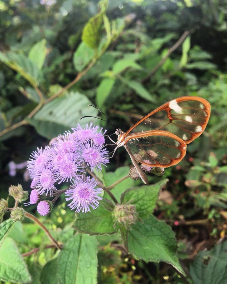 asomadetodosafetos.com - Veja a borboleta que tem asas que parecem cristais. Ajuda a camuflar de predadores
