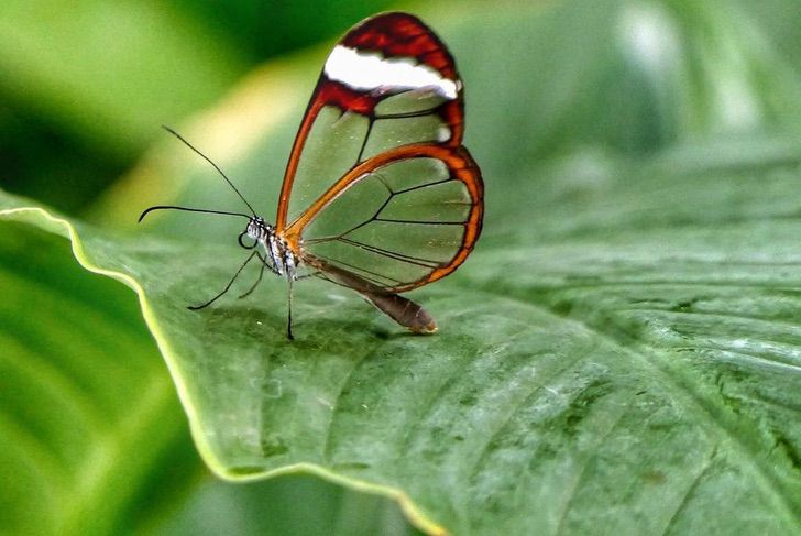 asomadetodosafetos.com - Veja a borboleta que tem asas que parecem cristais. Ajuda a camuflar de predadores