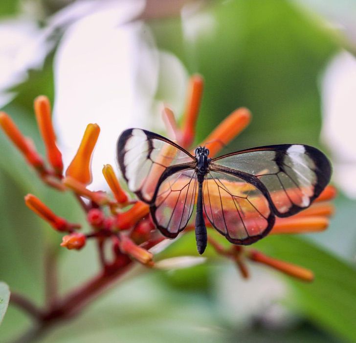 asomadetodosafetos.com - Veja a borboleta que tem asas que parecem cristais. Ajuda a camuflar de predadores