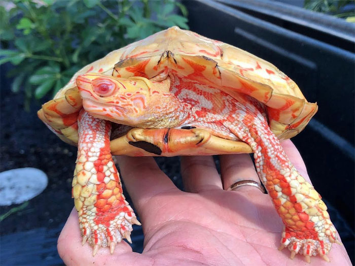 asomadetodosafetos.com - Veja essas tartarugas albinas que mais parecem seres mitológicos