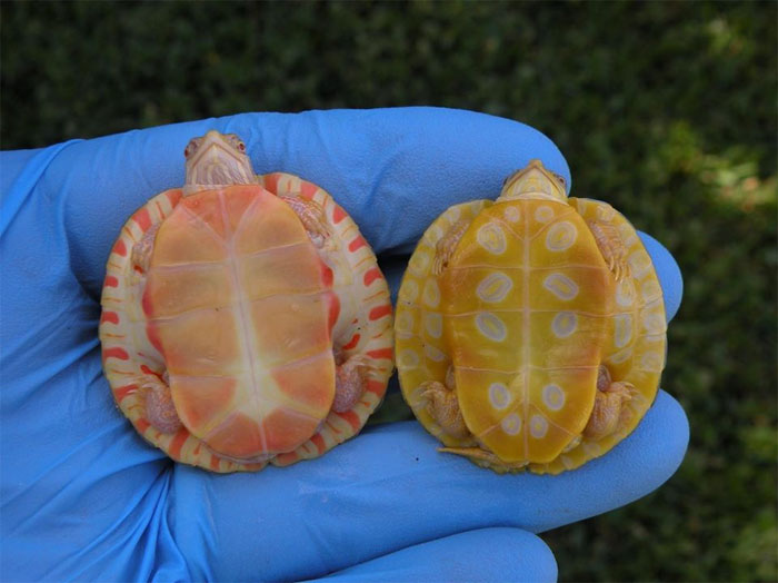 asomadetodosafetos.com - Veja essas tartarugas albinas que mais parecem seres mitológicos